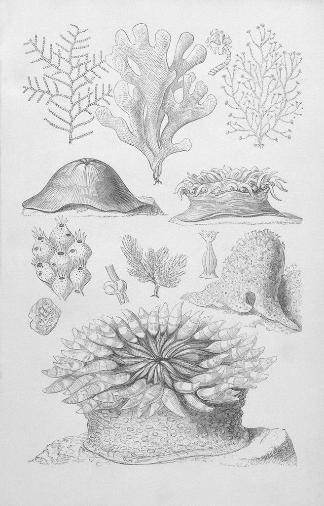 Breng de Natuur Binnen Biophilic Design Elementen